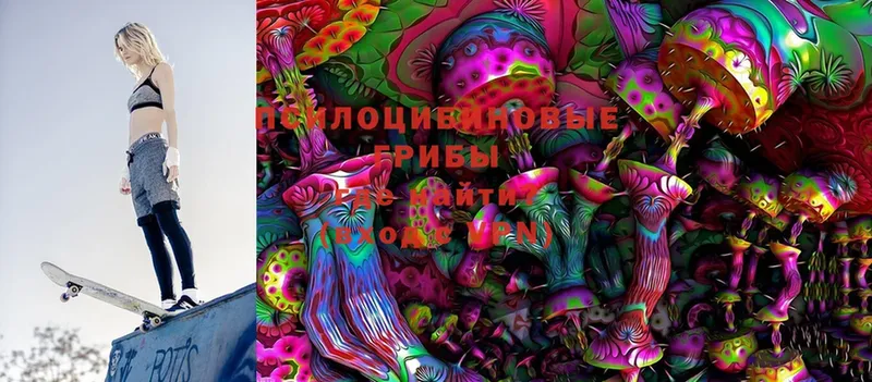 Галлюциногенные грибы Psilocybine cubensis  Заозёрск 